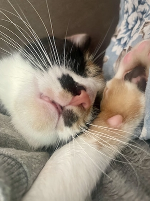 Miti are nevoie urgenta de adoptie pana Marti! - imagine 2