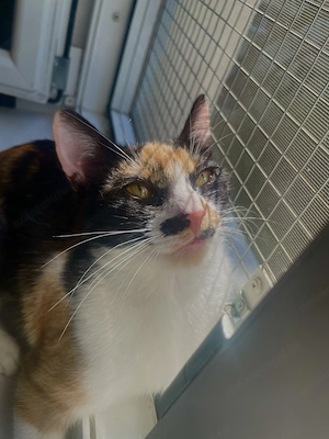 Miti are nevoie urgenta de adoptie pana Marti! - imagine 6