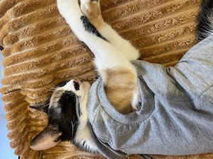 Miti are nevoie urgenta de adoptie pana Marti! - imagine 5
