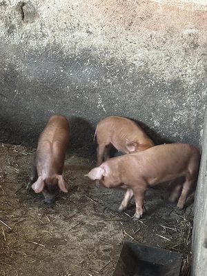 De vânzare purcei duroc 6 săptămâni 