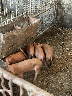 De vânzare purcei duroc 6 săptămâni  - imagine 3