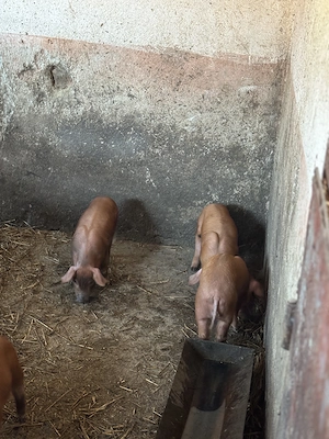 De vânzare purcei duroc 6 săptămâni  - imagine 2