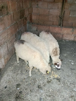 De vanzare 3 miele 