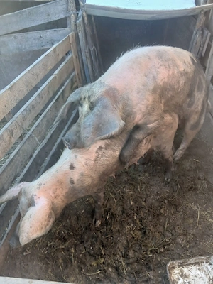 de vânzare scroafă gestanta de o lună preț 1000 lei preț fix 80 90 kg aproximativ  - imagine 2