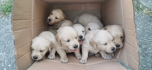 Pui Golden Retriever 6 săptămâni  - imagine 2