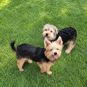 Yorkshire terrier 7 luni  