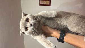 Pisici british shorthair  scottish