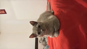 Pisici british shorthair  scottish - imagine 2