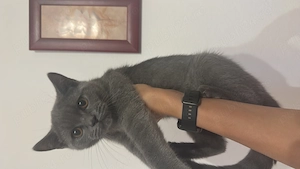 Pisici british shorthair  scottish - imagine 3