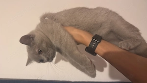 Pisici british shorthair  scottish - imagine 5