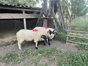 Berbeci de vânzare.