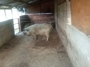 De vânzare porcii bazna si mangalița  - imagine 2