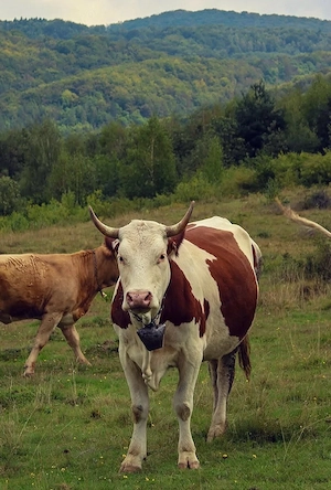 vaca de vanzare  - imagine 2