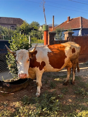 vaca de vanzare 