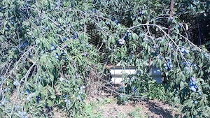 vând prune 