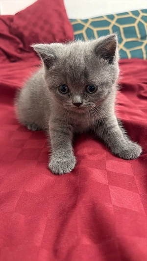 British Shorthair - imagine 4