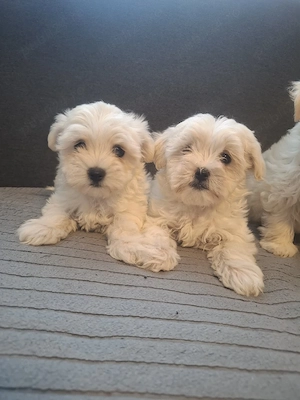 Bichon maltez mini toy  - imagine 2