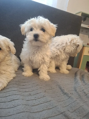Bichon maltez mini toy  - imagine 4