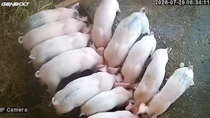 Purcei 6 saptamani in Bertestii de Jos, jud Braila - imagine 2