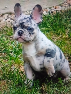 buldog  francez