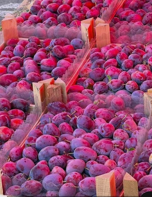 prune pentru țuica 