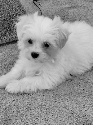 Bichon maltez toy - imagine 2
