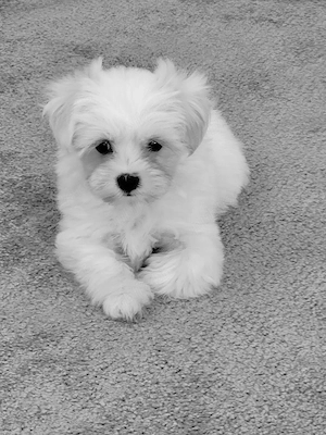 Bichon maltez toy - imagine 3