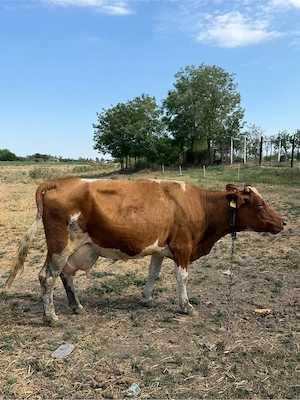 Vaca de vanzare  - imagine 4