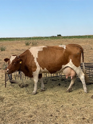 Vaca de vanzare 