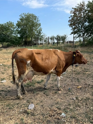 Vaca de vanzare  - imagine 5