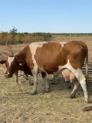 Vaca de vanzare  - imagine 3