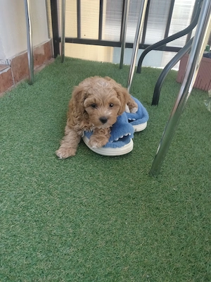 Câine rasa Maltipoo Apricot  - imagine 2