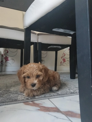 Câine rasa Maltipoo Apricot  - imagine 3