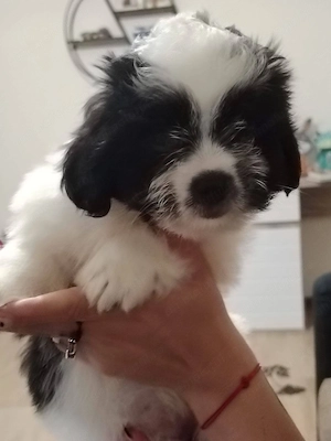 Catelus Shih tzu - imagine 2