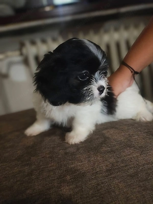 Catelus Shih tzu