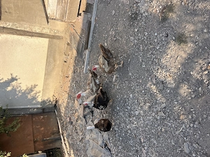 Rățoi de vânzare, 4 buc