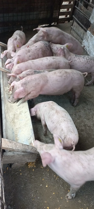 Purcei de vînzare 