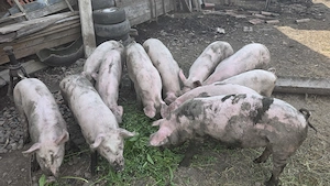 Vand porci landrace de carne - imagine 2