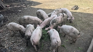 Vand porci landrace de carne - imagine 3