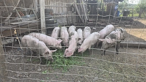 Vand porci landrace de carne