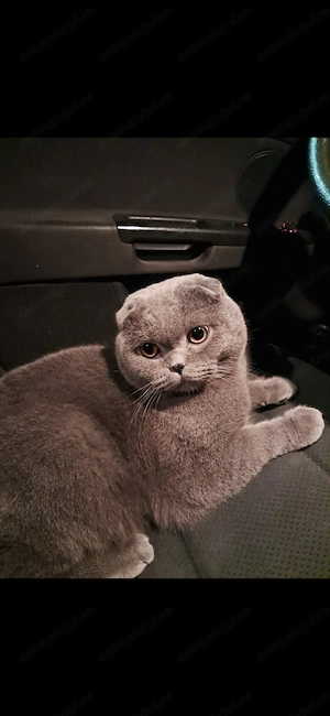 Motan scottish fold. 