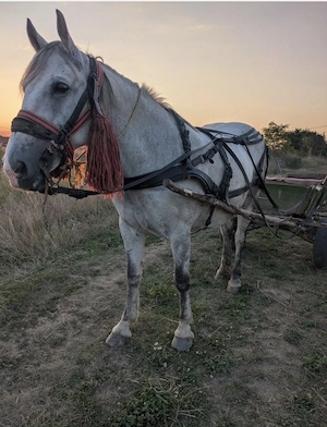 Iapă de vânzare 