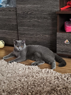 British Shorthair craiova
