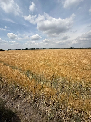 Vand 116 ha teren agricol in judetul Arad - imagine 2
