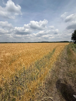 Vand 116 ha teren agricol in judetul Arad
