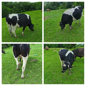  De vanzare Bruna de Maramures 