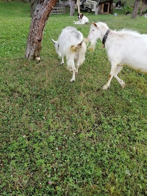 5 capre si un țap de vinzare