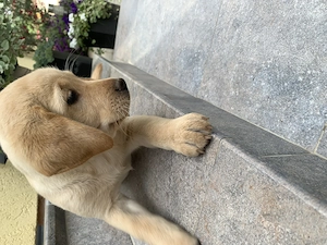 Pui labrador  retriever