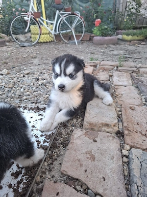 Cățelusa husky siberian  - imagine 4