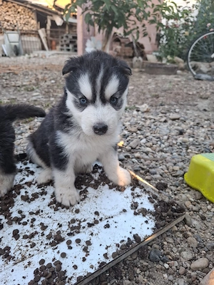 Cățelusa husky siberian 
